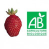Plant de fraisier Bio Belrubi
