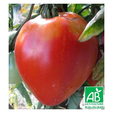 Tomate Coeur de Boeuf Bio