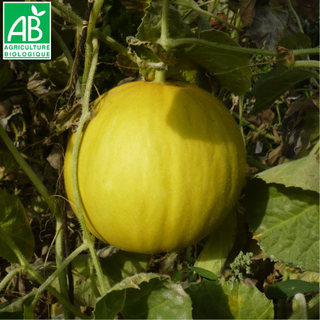 Melon Boule d'Or Bio