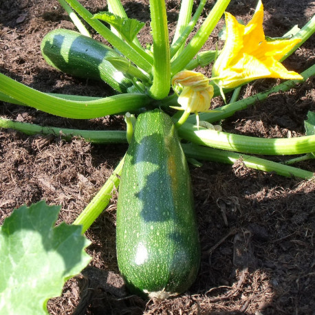 Courgette Ambassador F1