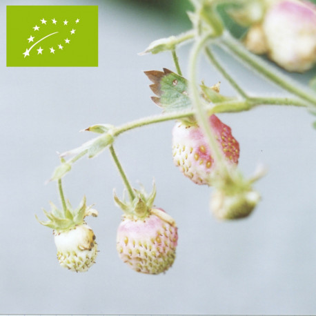 Plant de fraisier musqué Bio Capron Royal (godet)