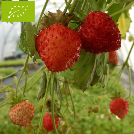 Plant de fraisier des bois Bio Reine des Vallées (godet)