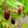Fuchsia comestible 'Regal'