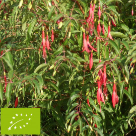 Fuchsia comestible 'Regal'