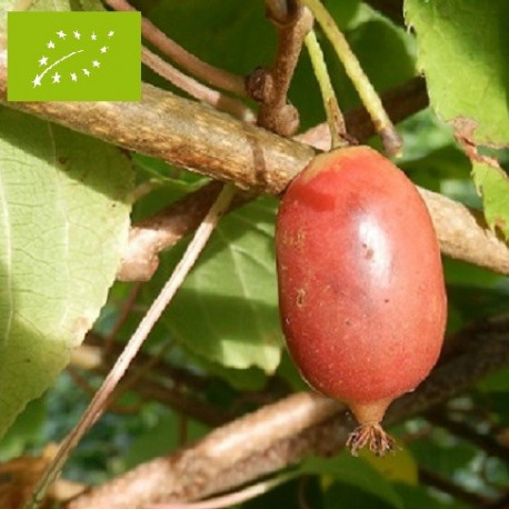 Kiwaï femelle à fruits rouges longs