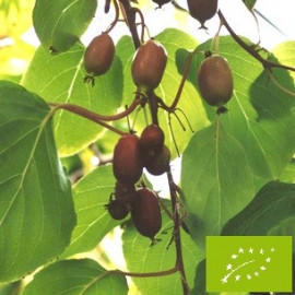 Kiwaï femelle à fruits rouges longs