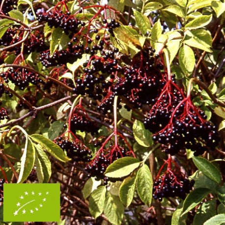 Sureau à fruits noirs 'Haschberg'