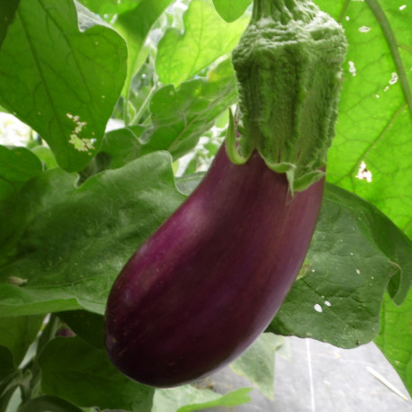 Aubergine Gascona F1