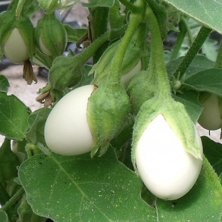 Aubergine Blanche Ronde à oeuf