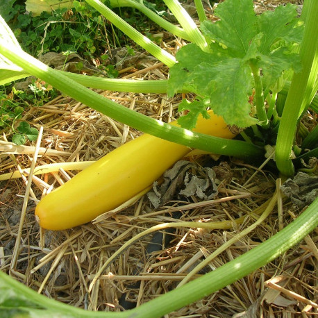 Courgette Gold Rush F1