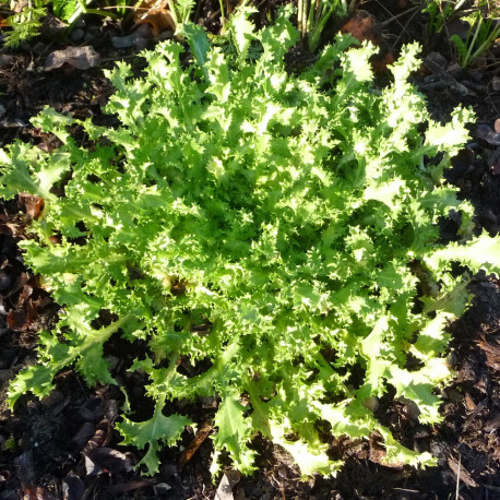 Chicorée frisée Wallonne