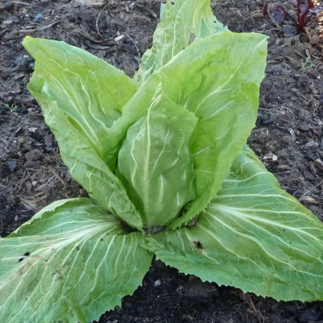 Chicorée sauvage Pain de Sucre