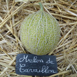 Melon de Cavaillon