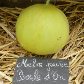 Melon Boule d'Or Bio