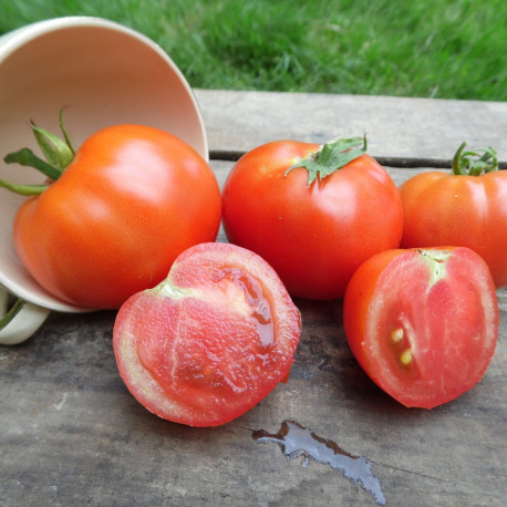 Tomate Burbank Bio