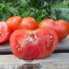 Tomate Beefsteak Bio