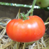 Tomate Burpee Delicious Bio