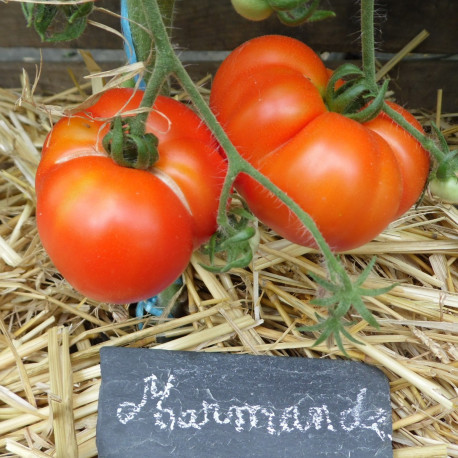 Tomate Marmande VR
