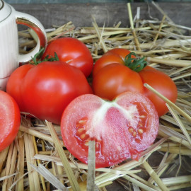 Tomate Marmande VR