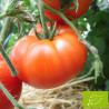 Tomate Merveille des Marchés Bio