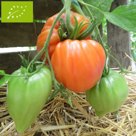 Nos graines potagères de tomate Coeur de Boeuf - La Bonne Graine