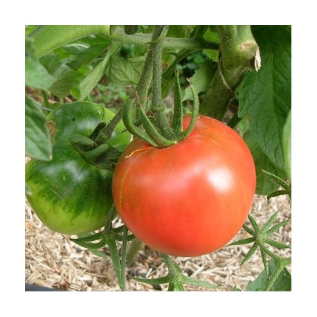 Tomate Saint Pierre