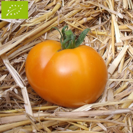 Tomate La Carotina Bio