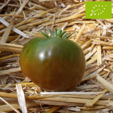 Tomate Noire Russe Charbonneuse Bio