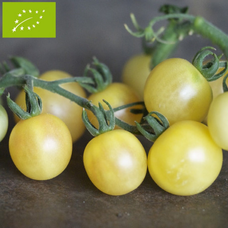 Tomate Mirabelle blanche Bio