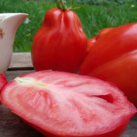 Légume Tomate italienne San Marzano 2 Bio nouveau 20 graines de qualité  supérieure -  Canada