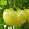 Tomate Evergreen Bio