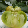Tomate Evergreen Bio