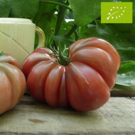 Tomate Purple Calabash Bio