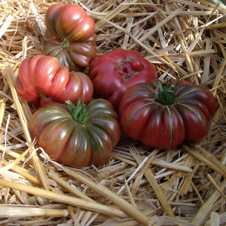 Tomate Purple Calabash Bio