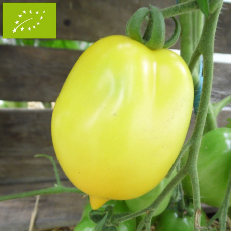 Tomate Têton de Vénus jaune Bio