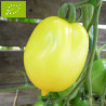 Tomate Têton de Vénus jaune Bio