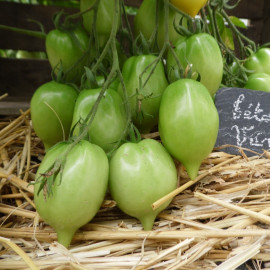 Tomate Têton de Vénus jaune Bio