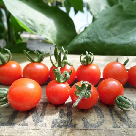 Graines de Tomates cerises – 6 variétés à découvrir ou à redécouvrir