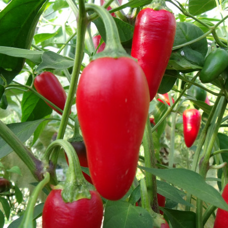 Piment Jalapeno