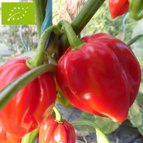 Piment Antillais Bio Piment Antillais Bio