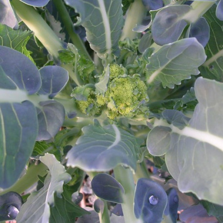 Chou brocoli Vert Calabrais