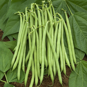 Haricot Castandel Haricot Castandel