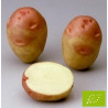 Pomme de terre Oeil de Perdrix (King Edward VII) BIO