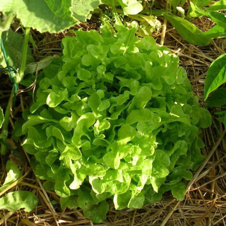 Laitue feuille de chêne blonde