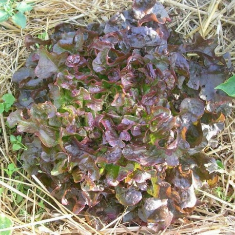 Laitue Red Salad Bowl