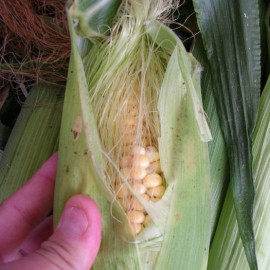 Maïs à éclater Pop Corn