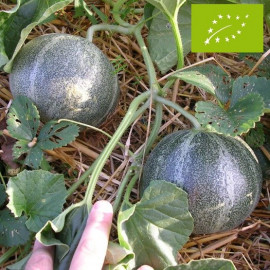 Melon Petit Gris de Rennes Bio
