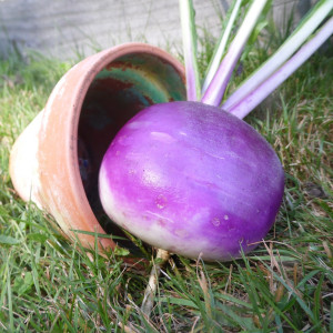 Navet Globe à collet violet Navet Globe à collet violet