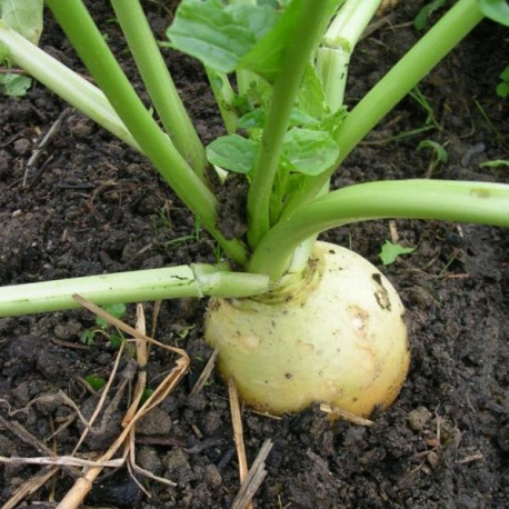 Navet Jaune Boule d'Or 