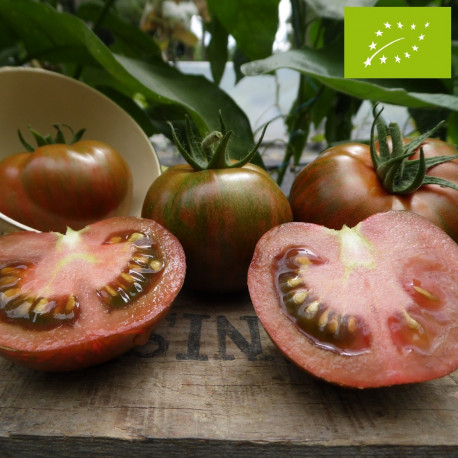 Tomate Black Zebra Bio